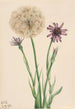 Salsifis Tragopogon porrifolius - Mary Vaux Walcott — vy av konstverket