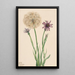 Salsifis Tragopogon porrifolius - Mary Vaux Walcott — inramlat konstverk på väggen