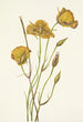 Mariposa de San Diego Calochortus weedii - Mary Vaux Walcott — vy av konstverket