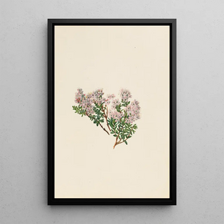 Mary Vaux Walcott - Sand Myrtle Leiophyllum lyoni.webp