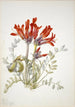 Loco écarlate Astragalus coccineus - Mary Vaux Walcott — vy av konstverket
