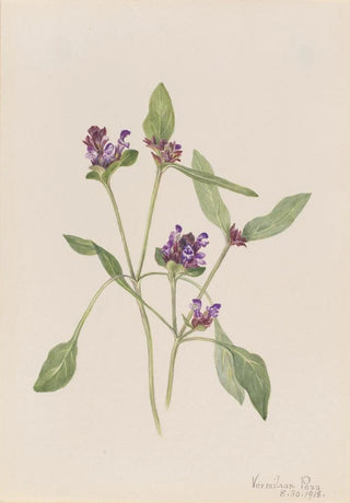 Mary Vaux Walcott - SelfHeal Prunella vulgaris.webp