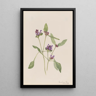 Mary Vaux Walcott - SelfHeal Prunella vulgaris.webp