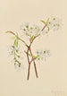 Amélanchier oblongifolia - Mary Vaux Walcott — vy av konstverket