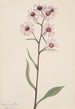 Aster conspicuus - Mary Vaux Walcott — vy av konstverket