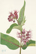 Asclépiade speciosa - Mary Vaux Walcott — vy av konstverket