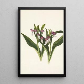 Mary Vaux Walcott - Showy Orchis Orchis spectabilis.webp