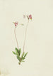 Dodecatheon pauciflorum - Mary Vaux Walcott — vy av konstverket