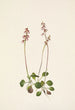 liten pyrola Pyrola minor - Mary Vaux Walcott — vy av konstverket