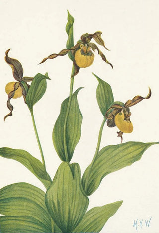 Mary Vaux Walcott - Small yellow Ladyslipper Cypripedium parviflorum (Case Conflict).webp