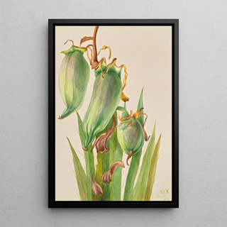 Mary Vaux Walcott - Spanish Bayonet Yucca baccata.webp