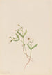 Claytonie de printemps Claytonia lanceolata - Mary Vaux Walcott — vy av konstverket