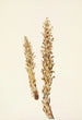 Conopholis d'Amérique Conopholis americana - Mary Vaux Walcott — vy av konstverket