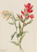 Stachys des marais - Mary Vaux Walcott — vy av konstverket