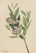 Pieris de Virginie Pieris mariana - Mary Vaux Walcott — vy av konstverket