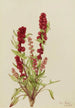 Chénopode fraise Chenopodium capitatum - Mary Vaux Walcott — vy av konstverket