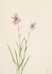 Aster des marais Aster paludosus - Mary Vaux Walcott — vy av konstverket