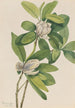 Magnolia des marais Magnolia virginiana - Mary Vaux Walcott — vy av konstverket