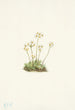 Androsace douce Androsace carinata - Mary Vaux Walcott — vy av konstverket