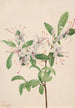 Azalée doux Azalea arborescens - Mary Vaux Walcott — vy av konstverket