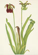 Sarracénie förkromad Sarracenia rubra - Mary Vaux Walcott — vy av konstverket