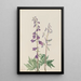 Dauphinelle élevé Delphinium elongatum - Mary Vaux Walcott — inramlat konstverk på väggen