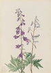Dauphinelle élevé Delphinium elongatum - Mary Vaux Walcott — vy av konstverket