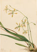 Tampa Epidendrum - Mary Vaux Walcott — vy av konstverket