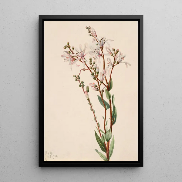 Mary Vaux Walcott - Tarflower Befaria racemosa.webp