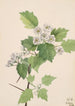 Aubépine écarlate Crataegus coccinea - Mary Vaux Walcott — vy av konstverket