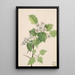 Aubépine écarlate Crataegus coccinea - Mary Vaux Walcott — inramlat konstverk på väggen