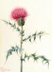 Arizona Chardon Cirsium arizonica - Mary Vaux Walcott — vy av konstverket
