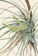 Tillandsia fasciculée Tillandsia fasciculata - Mary Vaux Walcott — vy av konstverket
