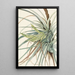 Tillandsia fasciculée Tillandsia fasciculata - Mary Vaux Walcott — inramlat konstverk på väggen