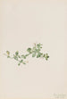 Houstonie rampante Houstonia procumbens - Mary Vaux Walcott — vy av konstverket