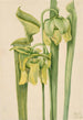 Sarracénie gul Sarracenia flava - Mary Vaux Walcott — vy av konstverket