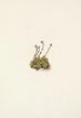 Saxifrage gazonnante Saxifraga caespitosa - Mary Vaux Walcott — vy av konstverket