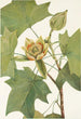 Tulipier de Virginie Liriodendron tulipifera - Mary Vaux Walcott — vy av konstverket