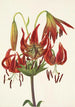 Lis turban Lilium superbum - Mary Vaux Walcott — vy av konstverket