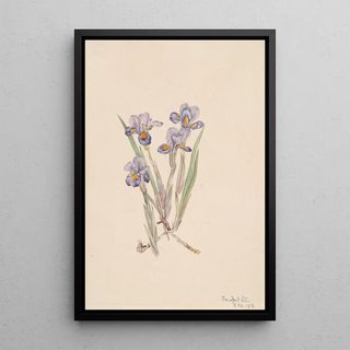 Mary Vaux Walcott - Vernal Iris Iris verna.webp