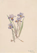 Iris printanier Iris verna - Mary Vaux Walcott — vy av konstverket