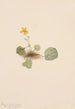 Violette orbiculaire Viola orbiculata - Mary Vaux Walcott — vy av konstverket