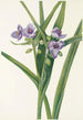 Tradescantia från Virginia - Mary Vaux Walcott — vy av konstverket