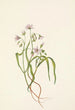 Claytonia de Virginie - Mary Vaux Walcott — vy av konstverket
