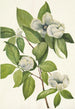 Stewartia de Virginie - Mary Vaux Walcott — vy av konstverket