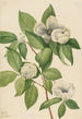 Stewartia de Virginie - Mary Vaux Walcott — vy av konstverket