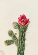 Cholla bâton de marche - Mary Vaux Walcott — vy av konstverket