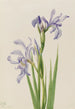 Iris missouriensis - Mary Vaux Walcott — vy av konstverket