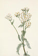 Achillée lanulosa - Mary Vaux Walcott — vy av konstverket