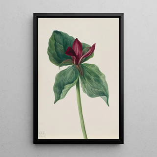 Mary Vaux Walcott - Whippoorwill Flower Trillium H.webp